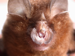 Rhinolophus affinis macrurus