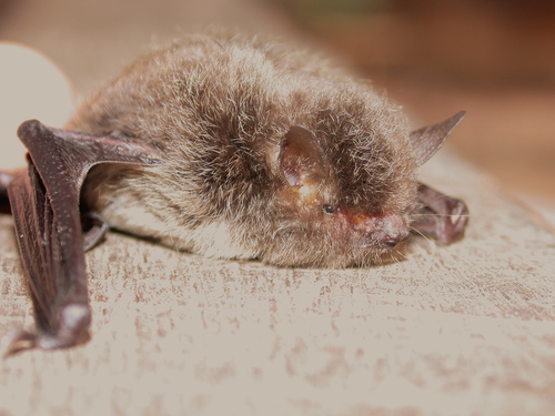 Anna Tess’s Myotis (Myotis annatessae) — Data Deficient Mammalia