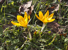 Crocus flavus