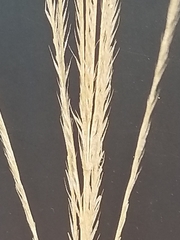 Trichloris pluriflora