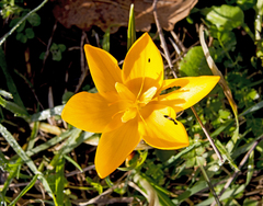 Crocus flavus