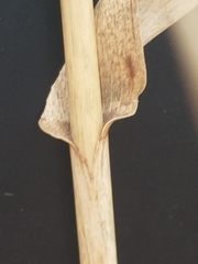 Trichloris pluriflora