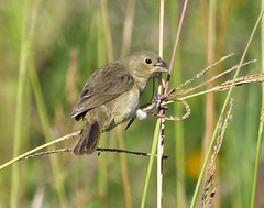 Sporophila caerulescens