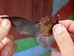 Tylonycteris fulvida