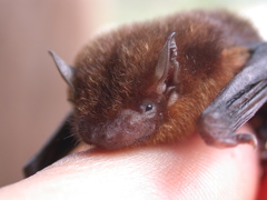 Tylonycteris fulvida