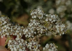 Lepidium latifolium