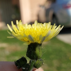 Sonchus oleraceus