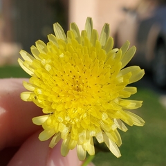Sonchus oleraceus