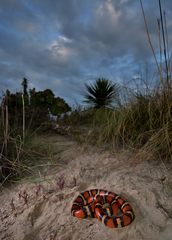 Lampropeltis annulata