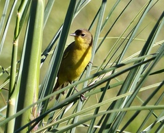 Geothlypis velata