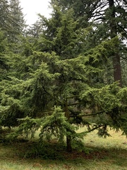 Tsuga diversifolia
