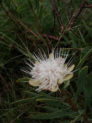 Protea gaguedi