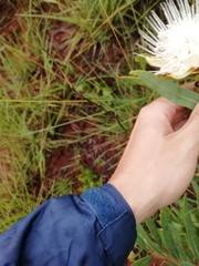 Protea gaguedi