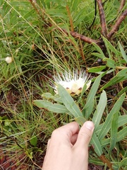 Protea gaguedi
