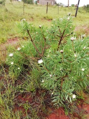 Protea gaguedi