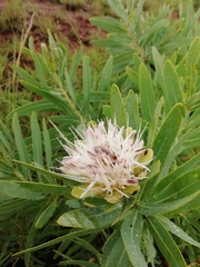 Protea gaguedi