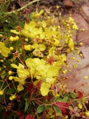 Sphedamnocarpus pruriens pruriens