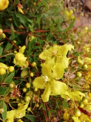 Sphedamnocarpus pruriens pruriens