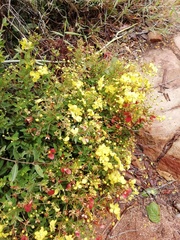 Sphedamnocarpus pruriens pruriens