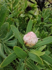 Protea gaguedi
