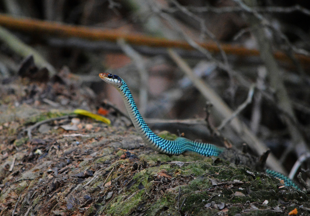 Speckled Racer in May 2019 by crotrox · iNaturalist