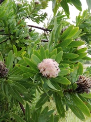 Protea gaguedi