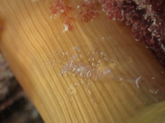 Periclimenes sagittifer