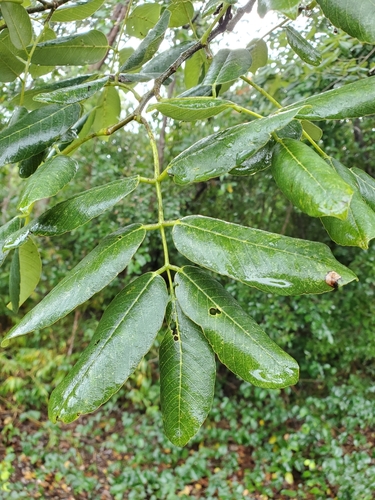 Florida fishpoison tree (Piscidia piscipula)
