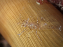 Periclimenes sagittifer