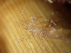 Periclimenes sagittifer