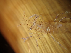 Periclimenes sagittifer