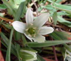 Ornithogalum sigmoideum