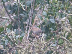 Prunella modularis occidentalis