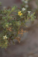 Heliotropium arbainense