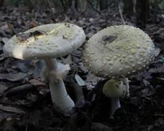 Amanita franchetii