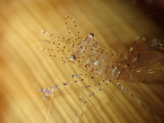 Periclimenes sagittifer