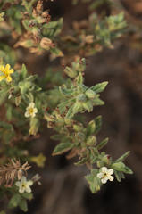 Heliotropium arbainense
