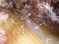 Periclimenes sagittifer