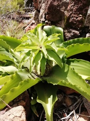 Eucomis montana