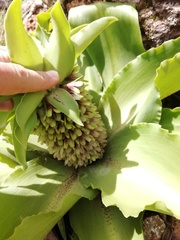 Eucomis montana