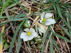Ornithogalum sigmoideum