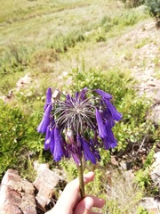 Agapanthus inapertus