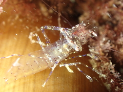 Periclimenes sagittifer