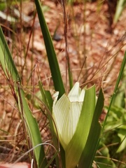 Colchicum striatum