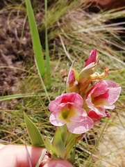 Gladiolus rehmannii