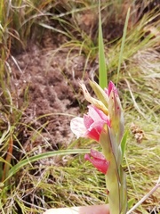 Gladiolus rehmannii