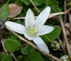 Ornithogalum sigmoideum