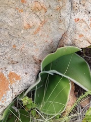 Haemanthus humilis
