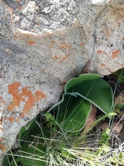 Haemanthus humilis