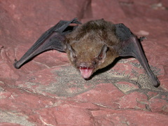 Tonkin Greater Bamboo Bat photo 3